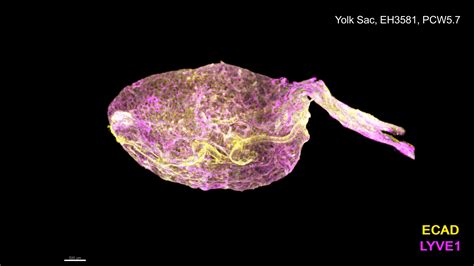 can an enlarged yolk sac correct itself|Yolk sac cell atlas reveals multiorgan functions during human .